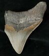 Partial Fossil Megalodon Tooth - Sharp Serrations #17249-1